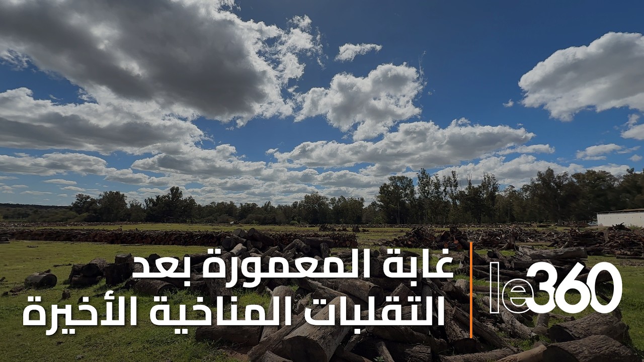 غابة المعمورة.. حقيقة القطع الممنهج لأشجار بلوط الفلين