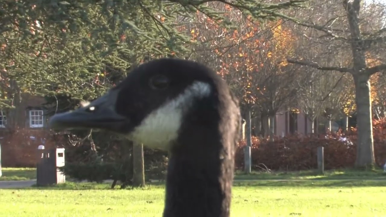 Canon XHA1 Zoom Test on Goose's Eye at South Hill Park, Bracknell UK | Vintage CCD Camera