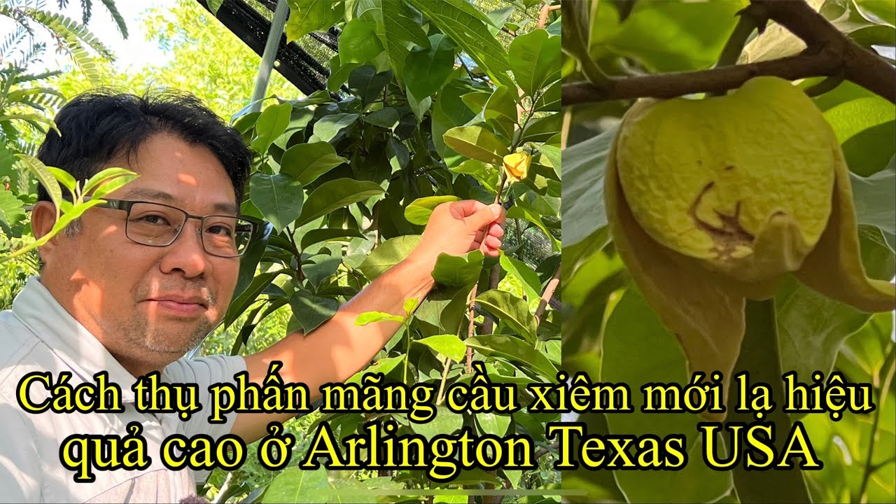 Cách thụ phấn mãng cầu xiêm mới lạ hiệu quả cao ở Arlington Texas USA@nhungphancuocsongmy