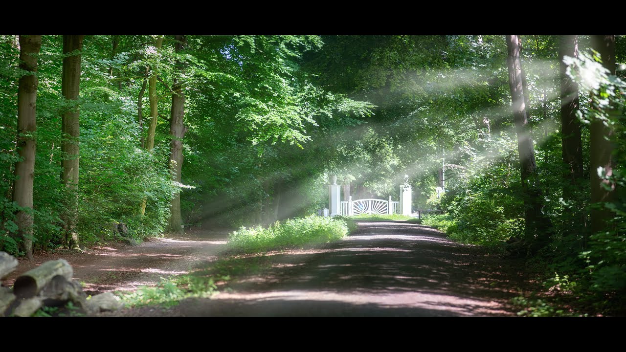 Vareler Wald Frühlingsimpressionen