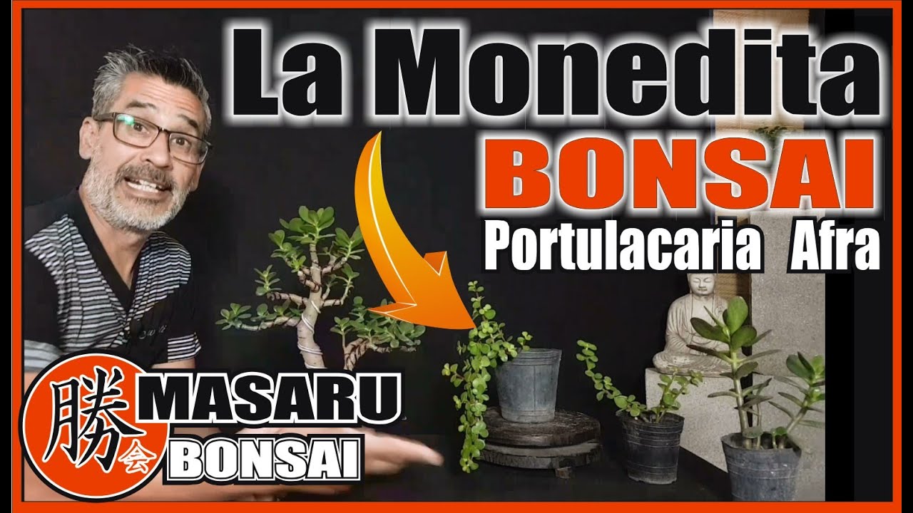 COMO hacer un BONSAI |  PORTULACARIA AFRA & BONSAI✔DISEÑO FÁCIL👍DESDE CERO💚LA MONEDITA  BONSAI