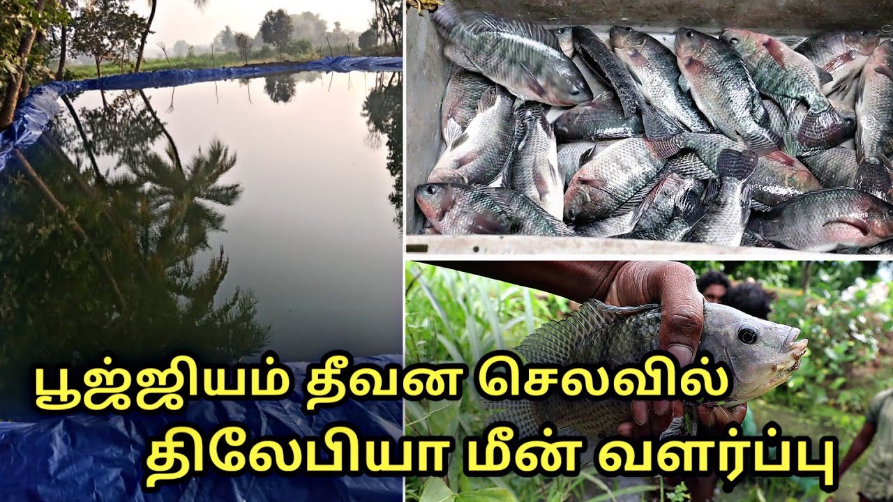 பூஜ்ஜியம் தீவன செலவில் திலேபியா மீன் வளர்ப்பு || gift tilapia fish farming in tamilnadu