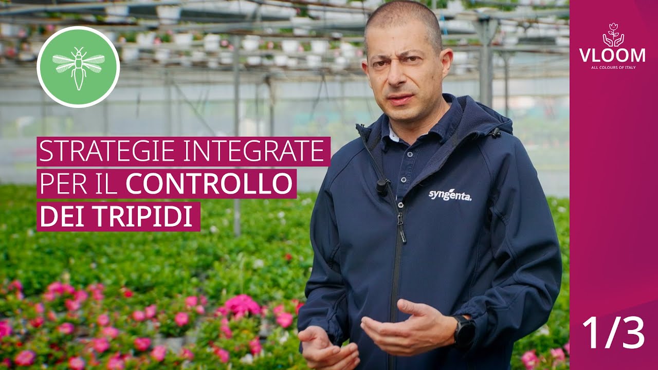 SYNGENTA VLOOM Controllo Integrato dei Tripidi 1/3