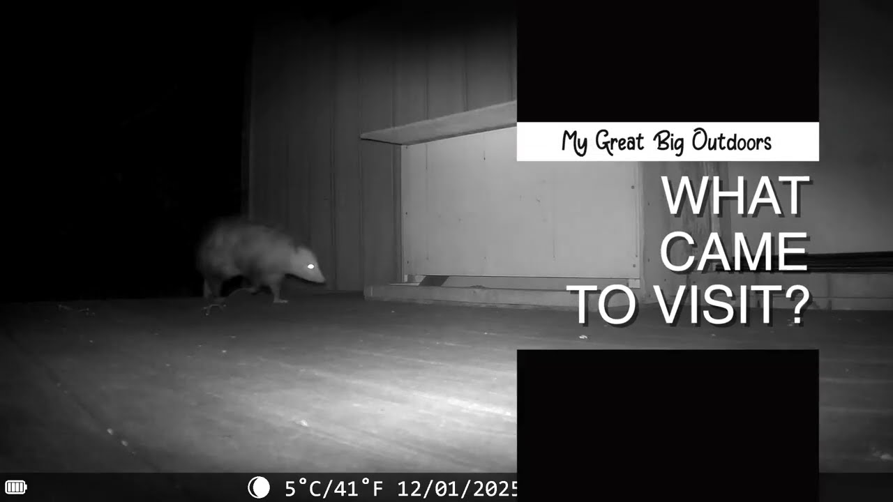 Overnight Critter Cam