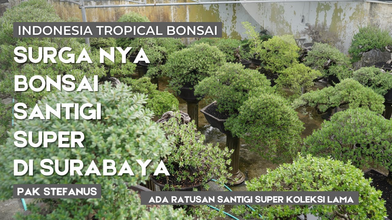 Ratusan Bonsai Santigi Super di Surabaya ngumpul di sini ternyata...milik pak Stefanus