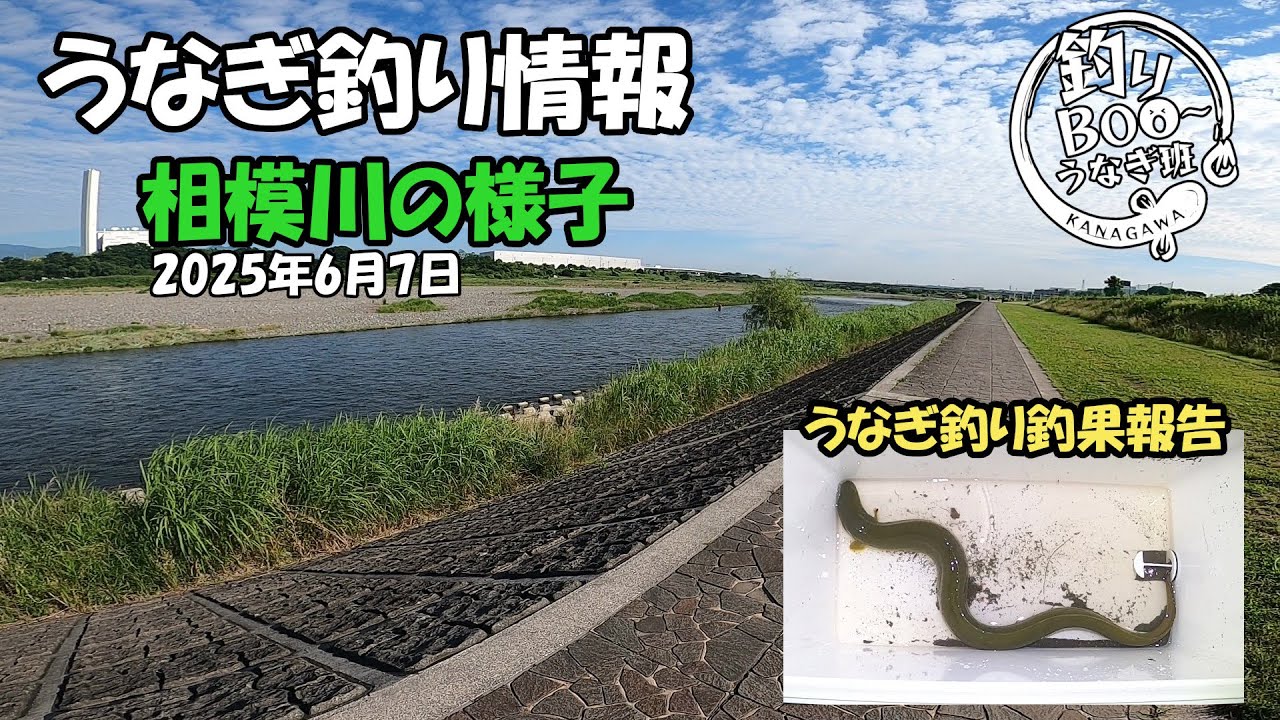 うなぎ釣り情報。相模川の様子2025年6月7日