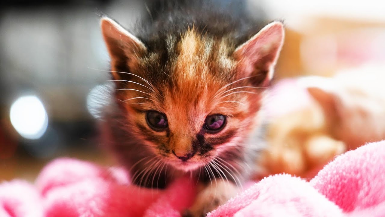 弱っていたところを保護した子猫の三兄妹、２２日間の成長記録　保護から巣立ちまで