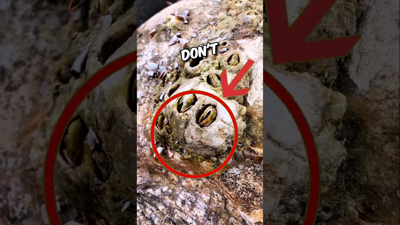 Helpless Massive sick turtle with barnacles 🥺🥺 