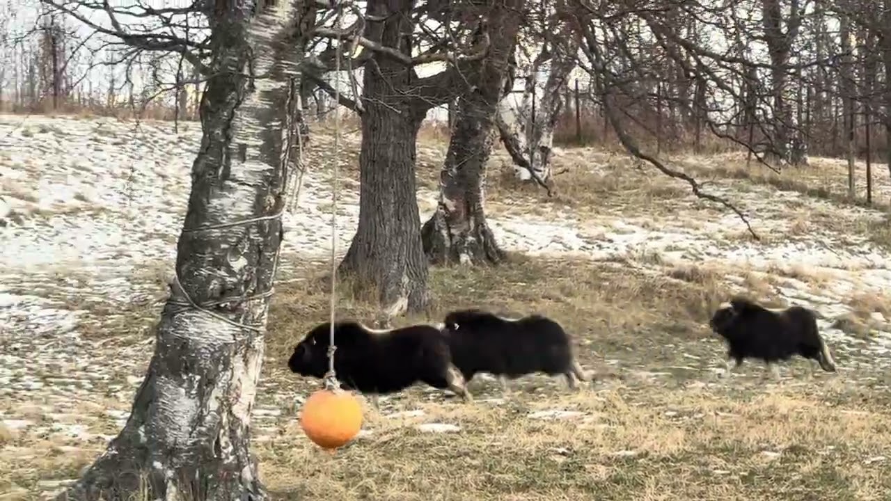 Weasels first time in the playground pen