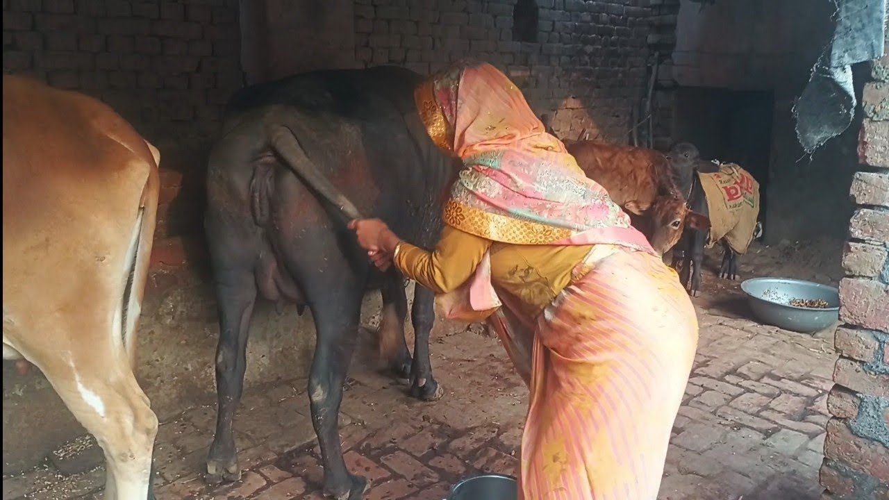 💥Part 2 👉🏻 Mummy Ji Ne bhains ki poochh khinch Di 😂#funny #comedy #video #mummy #kkcomedy252 