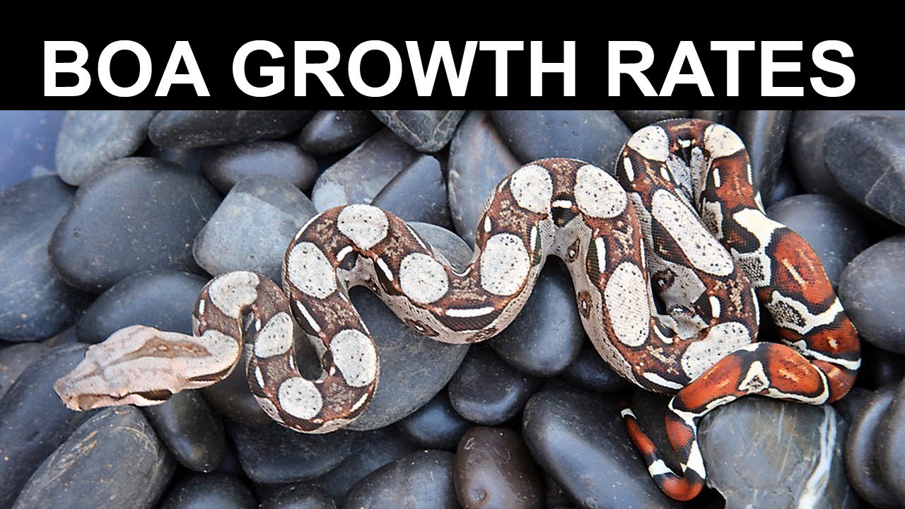 Boa Imperator Size Comparison: How Big Should They Be? (1 to 8 Years Old!)