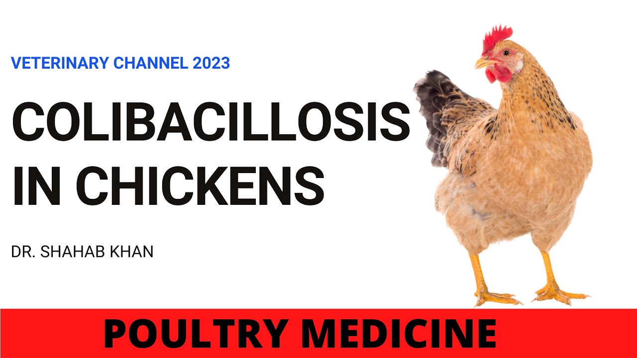 THE CAUSES, TREATMENT AND PREVENTION OF COLIBACILLOSIS IN CHICKENS