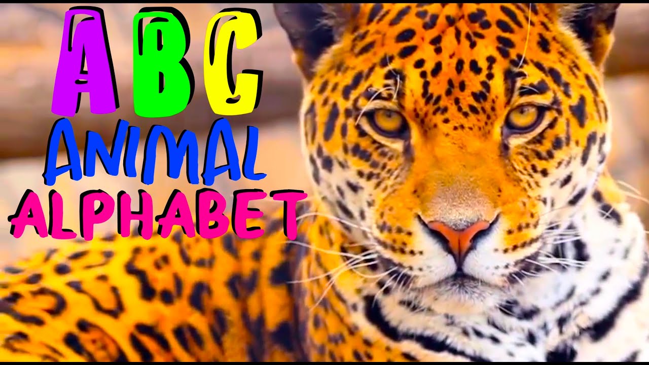 ABC ANIMAL SONG | Kids Learn Alphabet