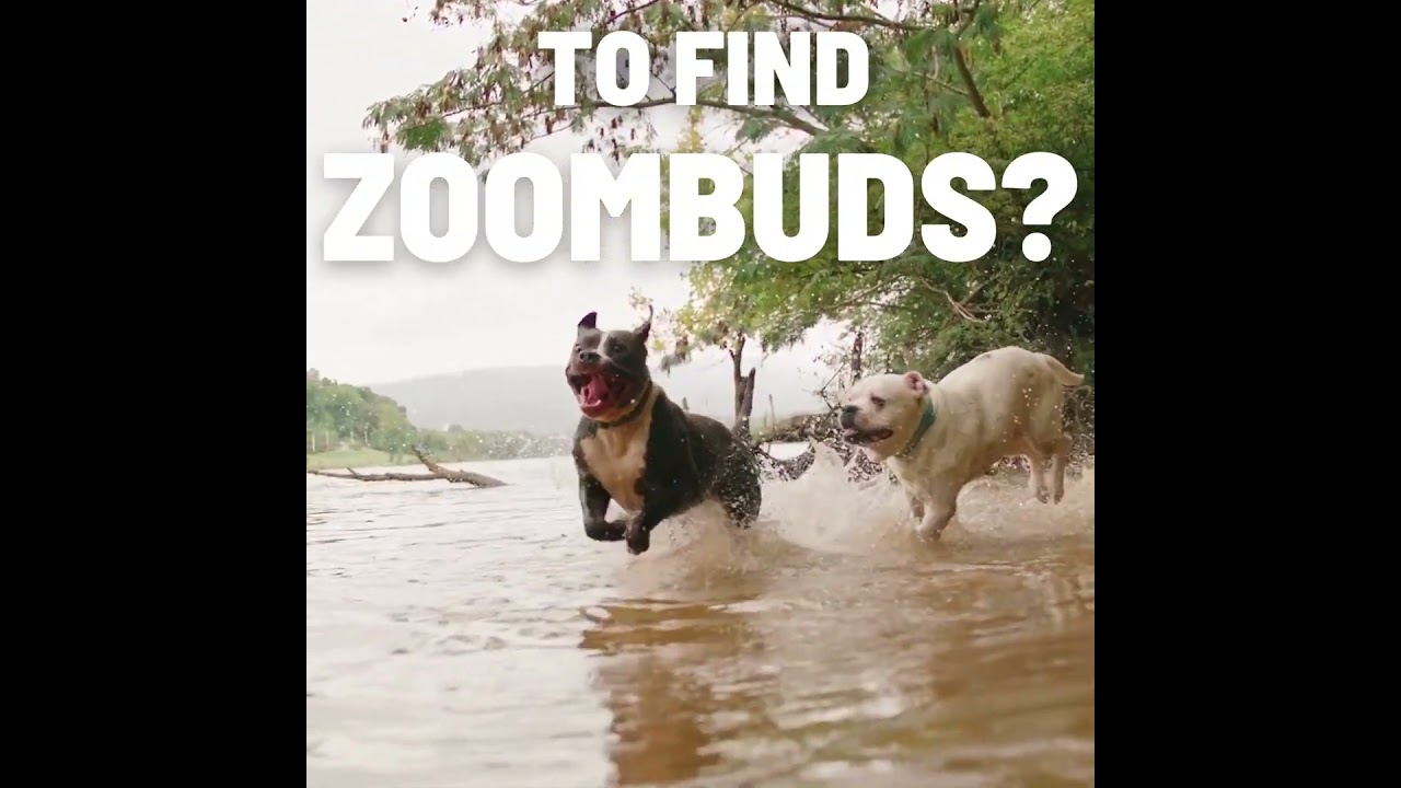 ZOOMBUDS #dog #doglover #pets #petsocialization #dogsarefamilytoo #doglife #dogtraining