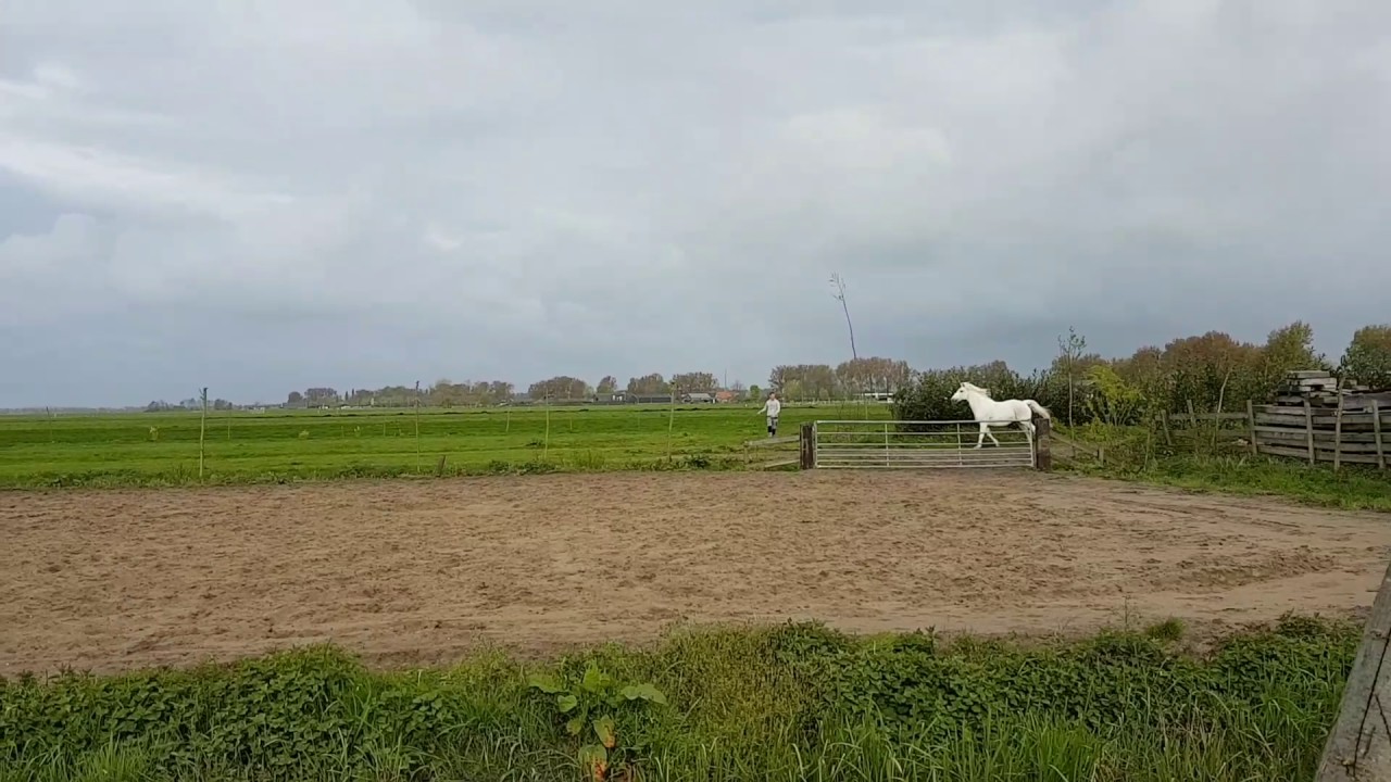 Manege Castellum paarden het weiland in