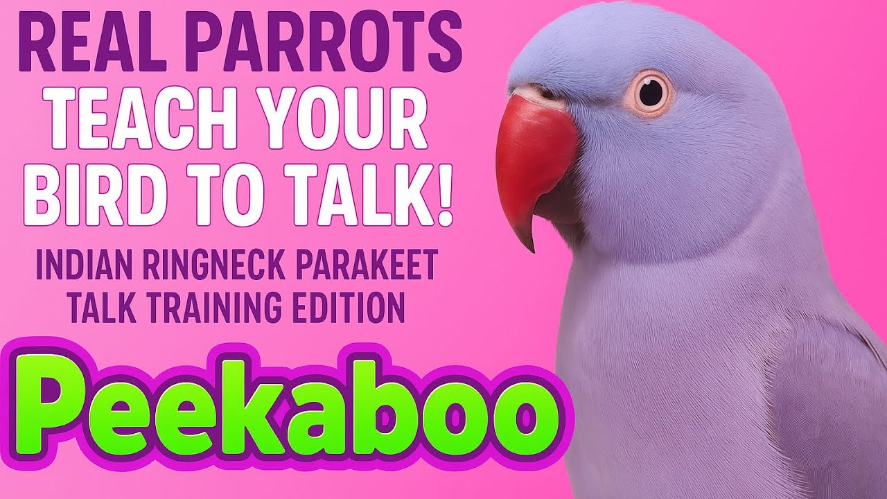 Real Parrots Teach Your Bird to Talk! Indian Ringneck Training: Peekaboo, You’re So Cute, Cookie