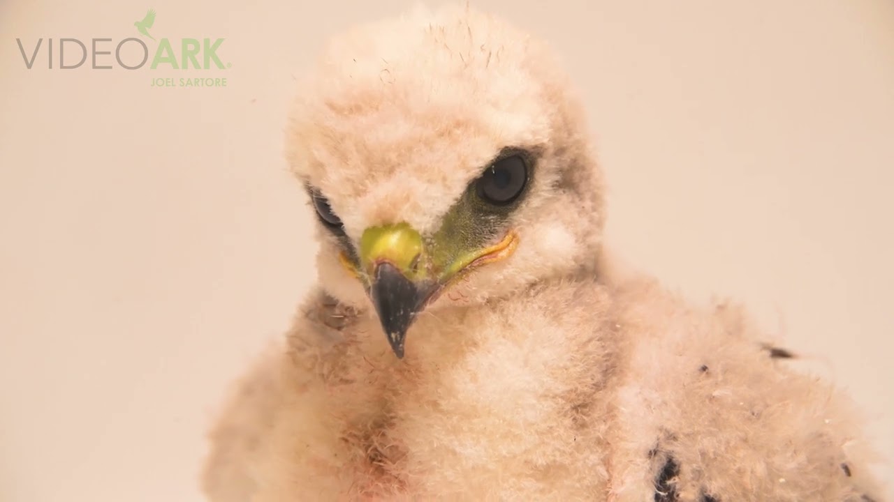 Six-week-old western red-tailed hawk (Buteo jamaicensis calurus) at Rocky Mountain Wildlife Alliance