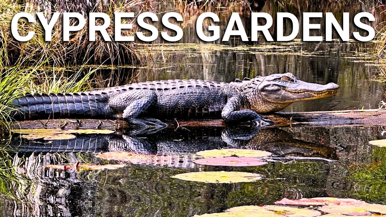 Cypress Gardens South Carolina | Swamp Boat Tour, Butterfly House & Swamparium