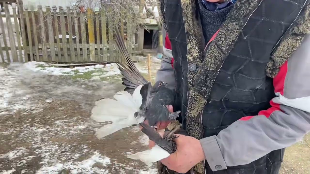 Мелитопольские (дутые) голуби.