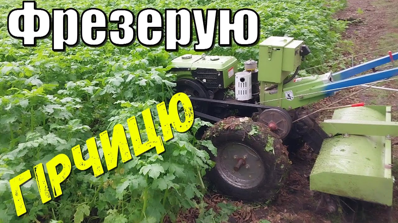 Фрезерую Гірчицю Мотоблоком