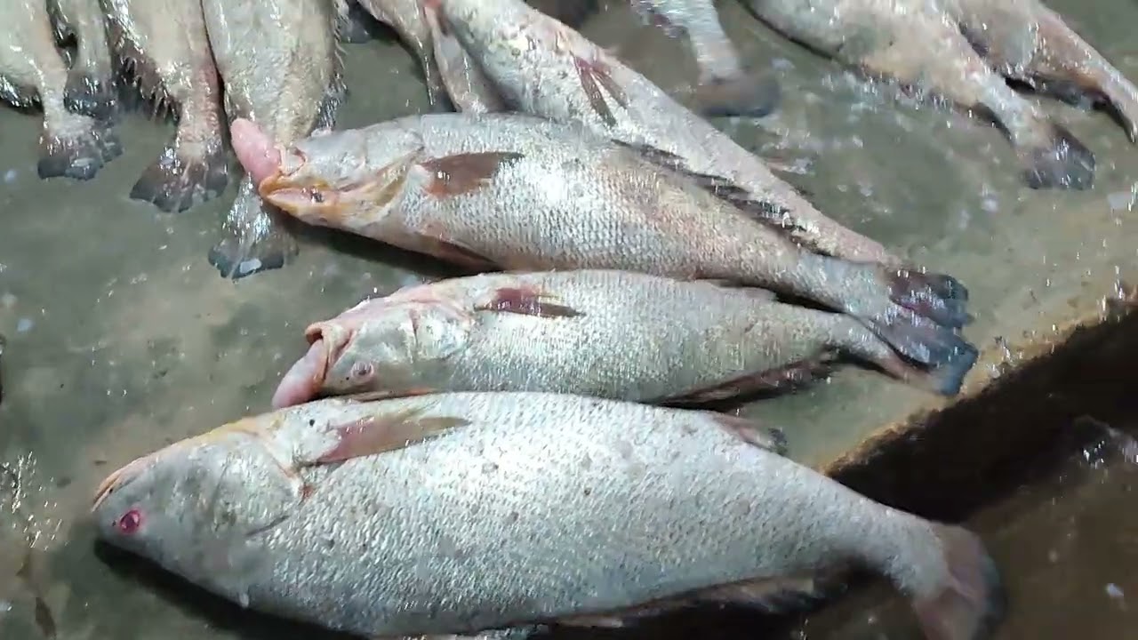 ghol fish #pakistan #video #fishing #viral #fishmaw
