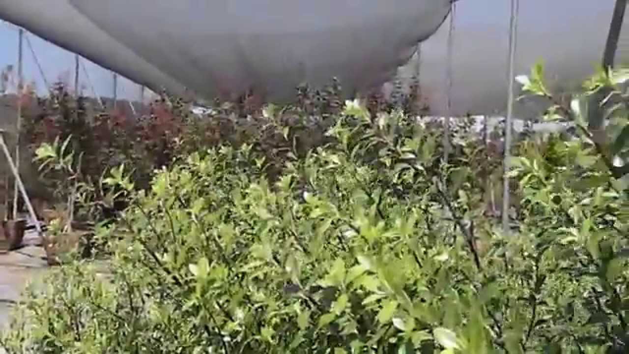 Pittosporum Tenuifolium Nigricans