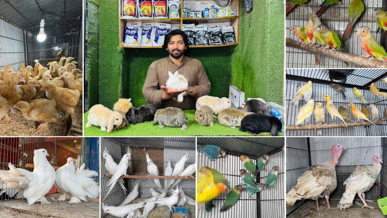 Multan Birds Market Rashadabad Birds Home Shop Latest Update 03 January 2026 |Pakistan Birds Market