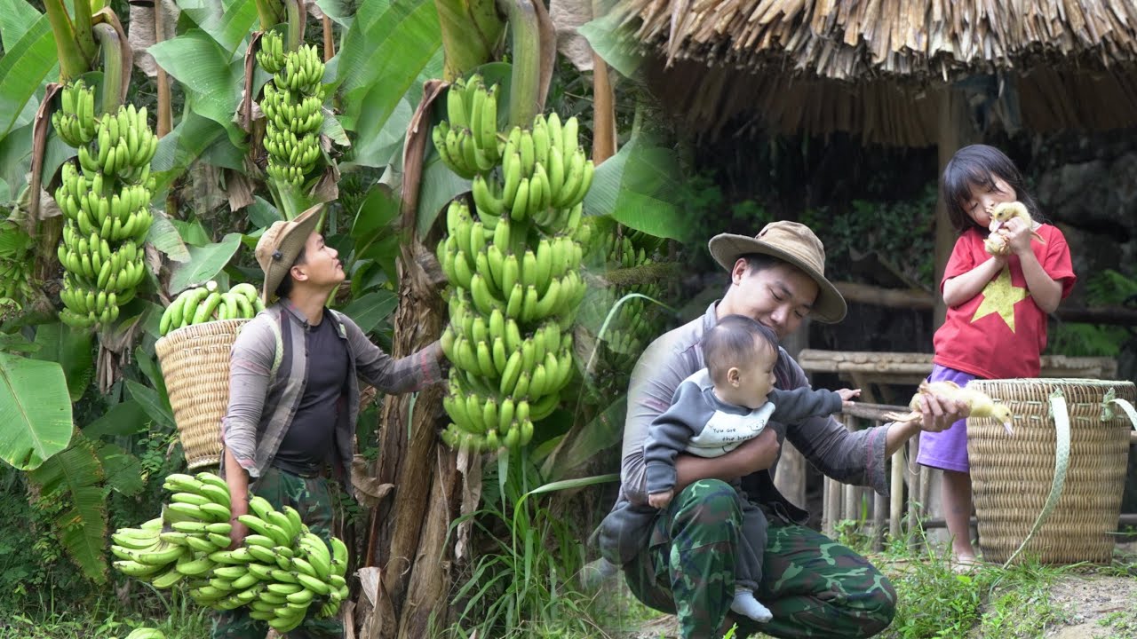 “Harvest 70kg of bananas, ripen them and bring them to the market to sell – raise 2 small children