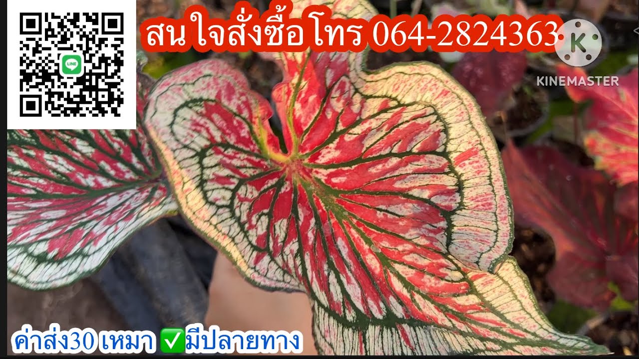 Эпизод 1294 ❤️📍Продаю красивые каладиумы (вне аквариума). ☎️Звоните по номеру 064-2824363