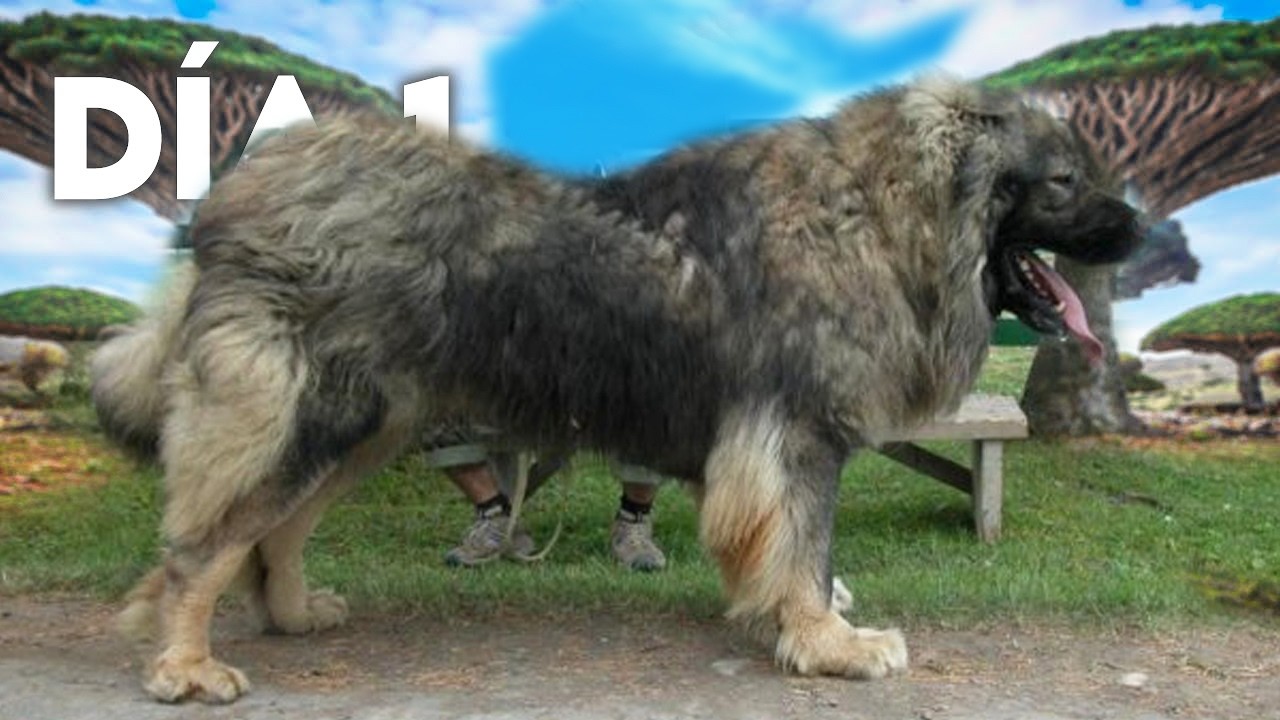 Top 8 Cosas Que No Sabias De Los Perros Pastor Caucásico (Ovcharka)