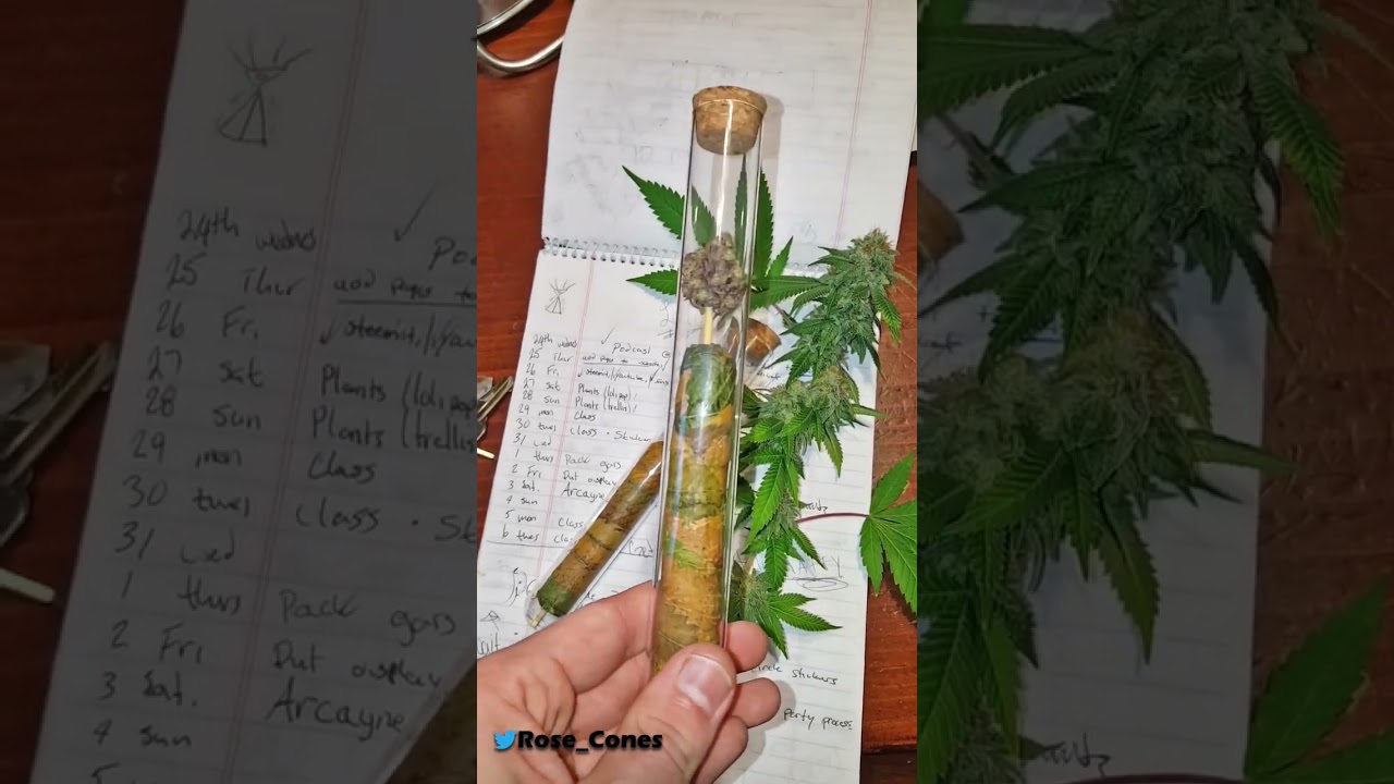 100% cannabis cigar with a sampler of the bud 👨&zwj;🍳