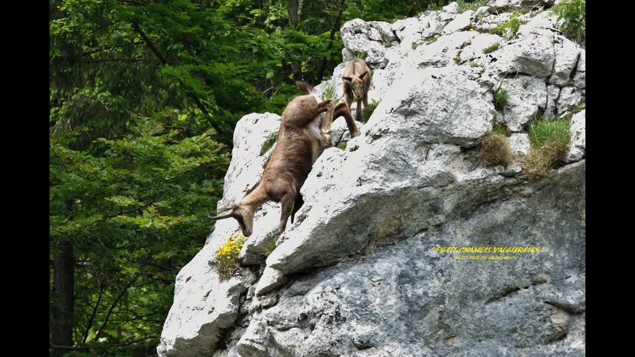 un valeureux petit chamois de 2/3 semaines entrainé par sa mére a sauter un surplomb rocheux , impr