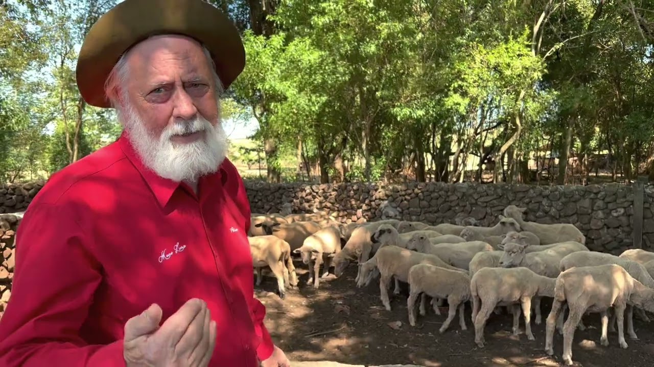 Mano Lima: Serviço na Mangueira - “Ercarnerando” as ovelhas