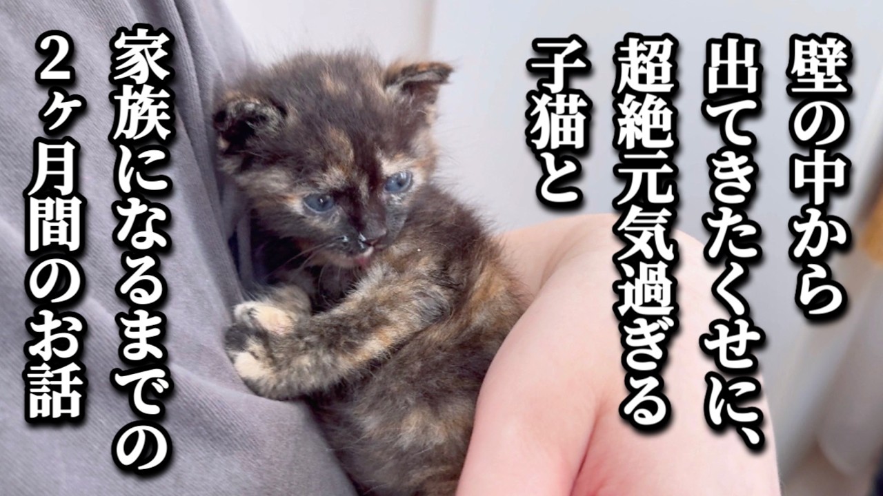 壁の中にいた子猫が家族の真ん中に…サビ猫あんず2ヶ月の成長記録