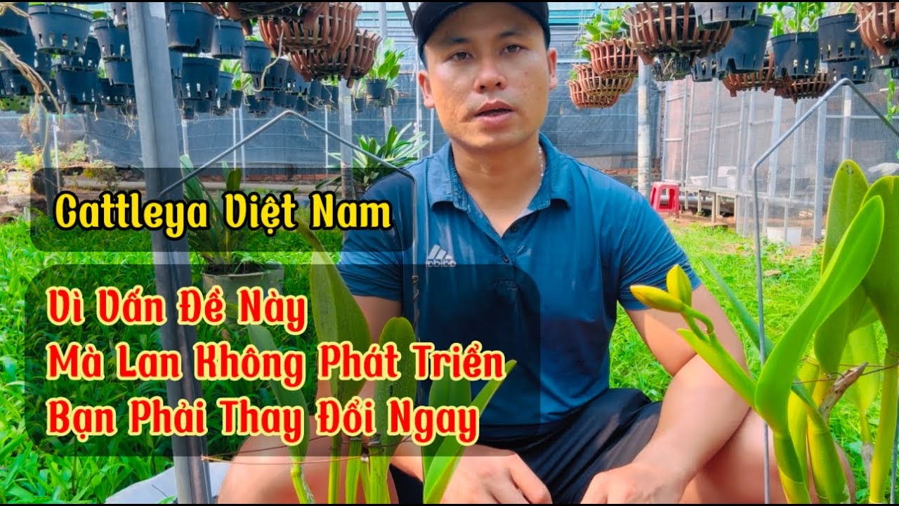 Mới Tập Trồng Hay Muốn Chăm Sóc Lan Cattleya Thì Hãy Xem Hết Video Sẽ Biết Ngay #cattleyavietnam