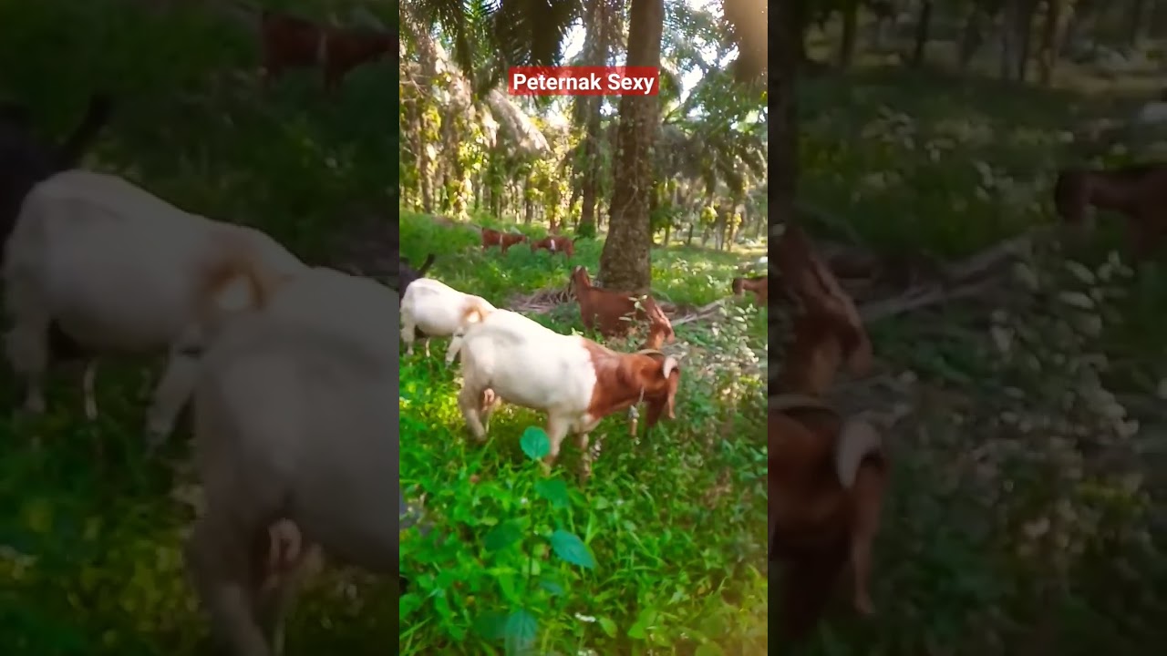 Indonesian Ganatic male boer goat 