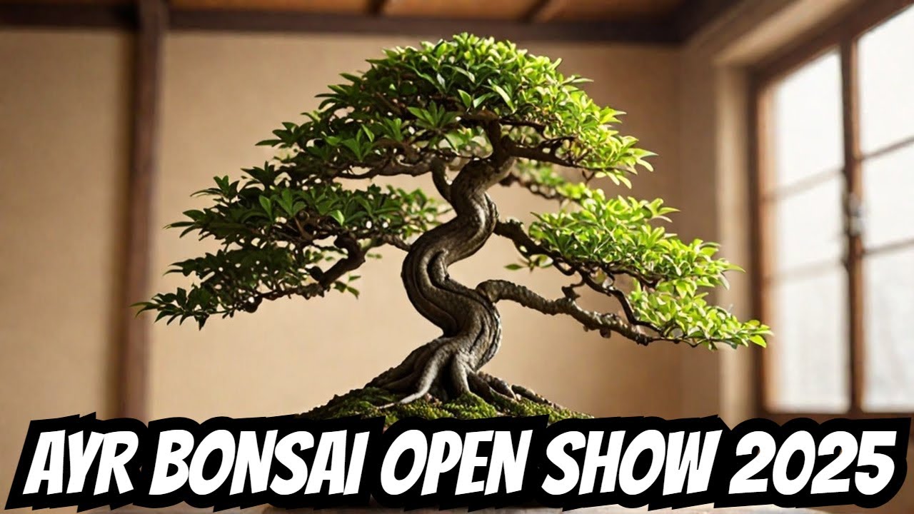 Fantastic Bonsai Displays at the Ayr Bonsai Open Show 2025