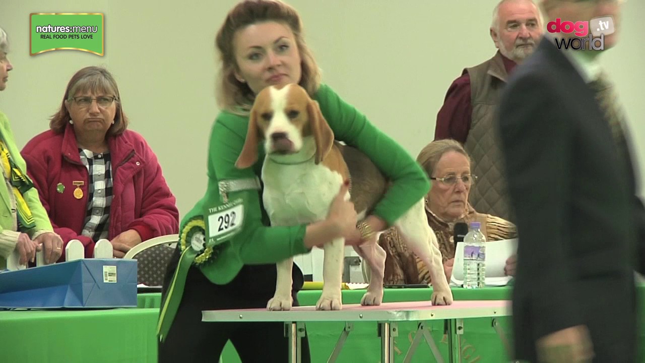 WELKS Championship Dog Show 2017 - Hound group FULL