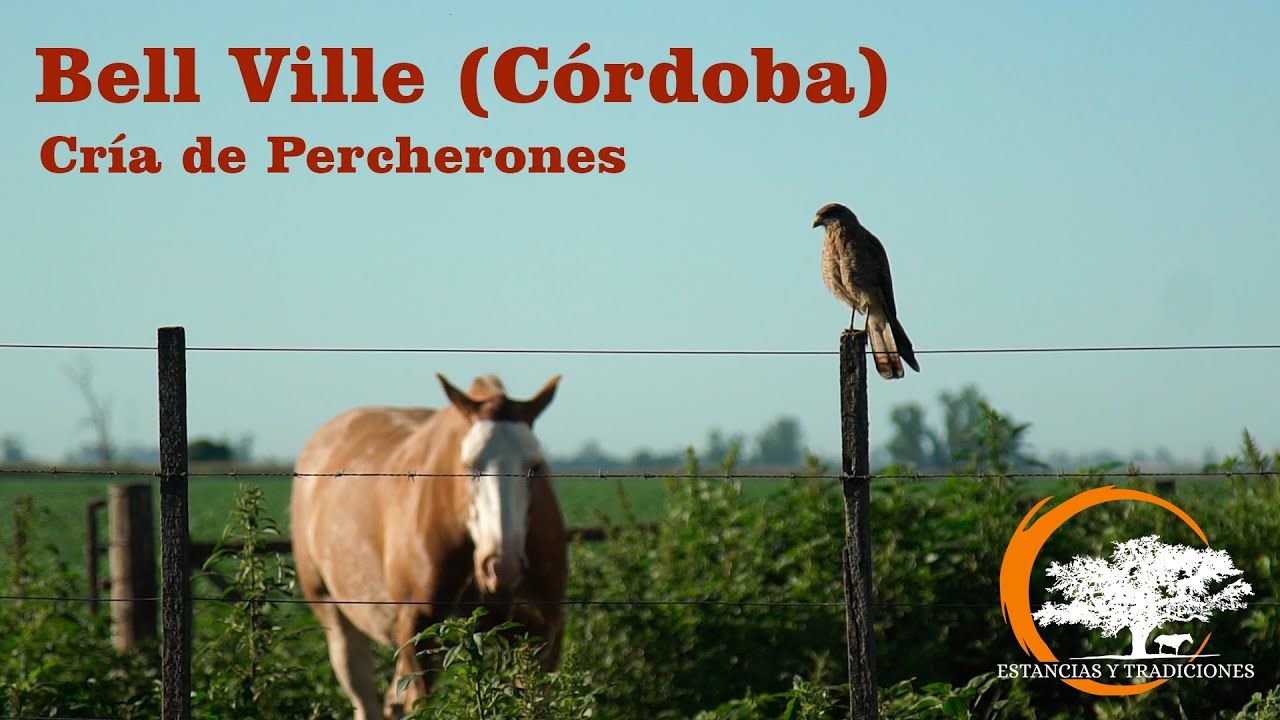 145 Cría de Percherones - Establecimiento La Ercilia - Bell Ville ( Córdoba) Estancias y Tradiciones