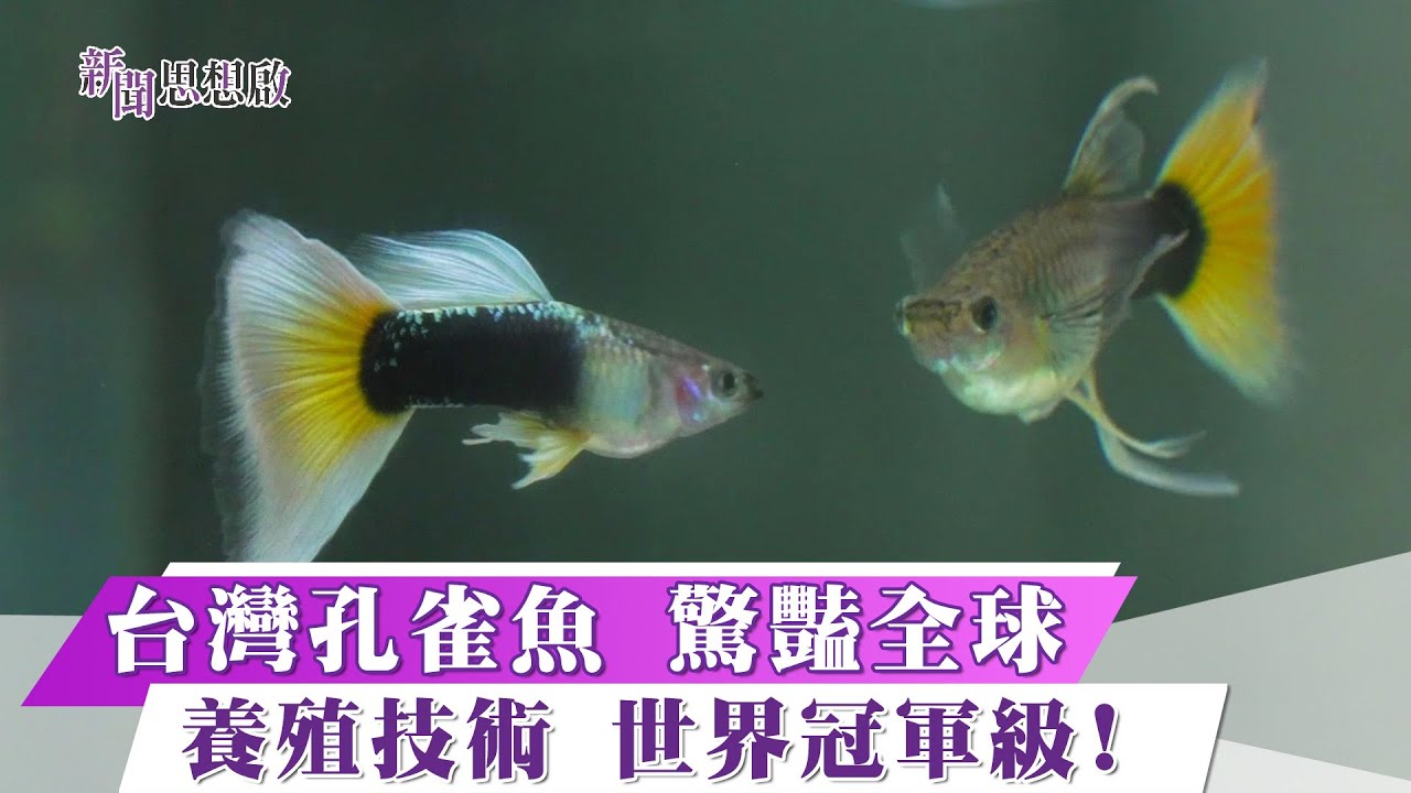 《新聞思想啟》台灣孔雀魚 勇奪世界冠軍 「黃尾禮服」 驚豔全球! 研發系統缸 養殖術大躍進 憑實力 開啟亞洲孔雀魚新篇章 第151集-Part4