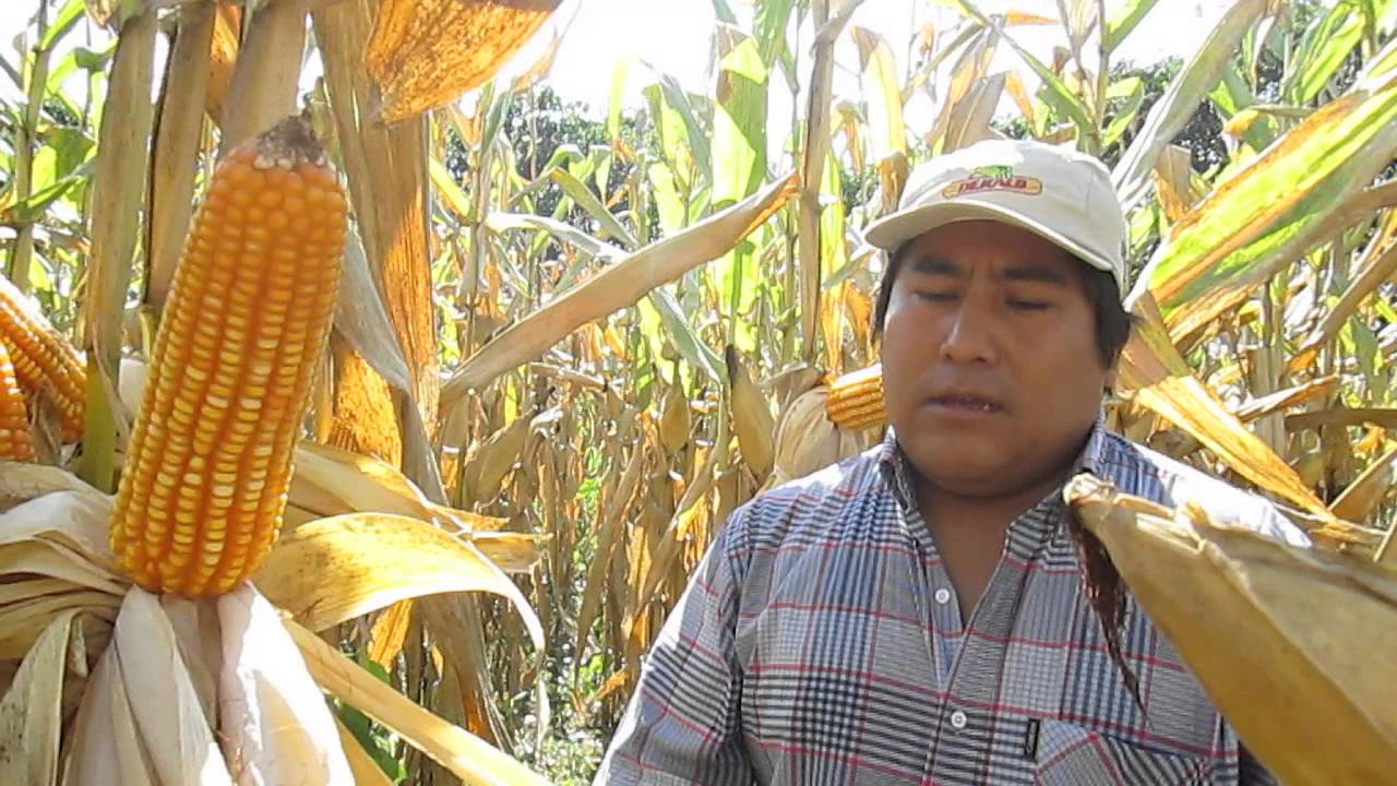 BREVE REPORTAJE DEKALB 399