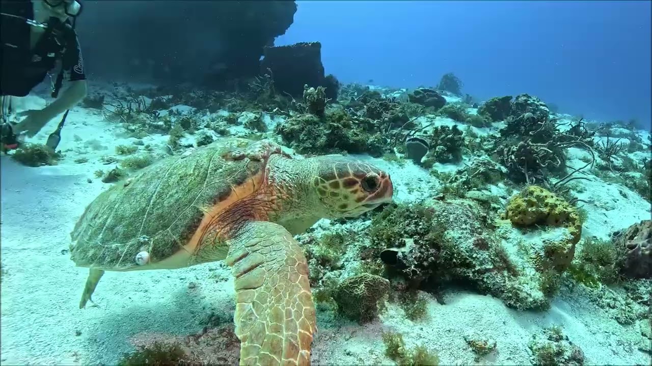 Scuba Adventure with my Sister Denise Cozumel November 2025