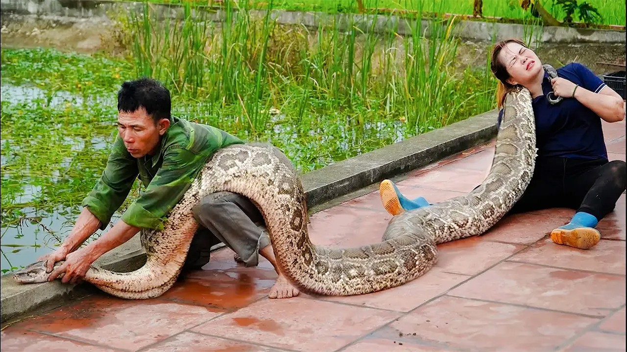 72 Hours of TERROR: They Cut Open the Giant Python&hellip; What Crawled Out Shocked Everyone! Dogs Go CRAZY
