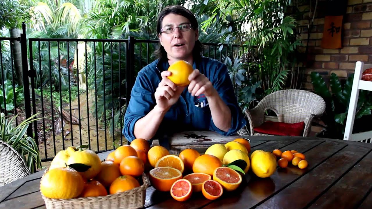 Citrus Trees - Hundreds of varieties but what is the difference?
