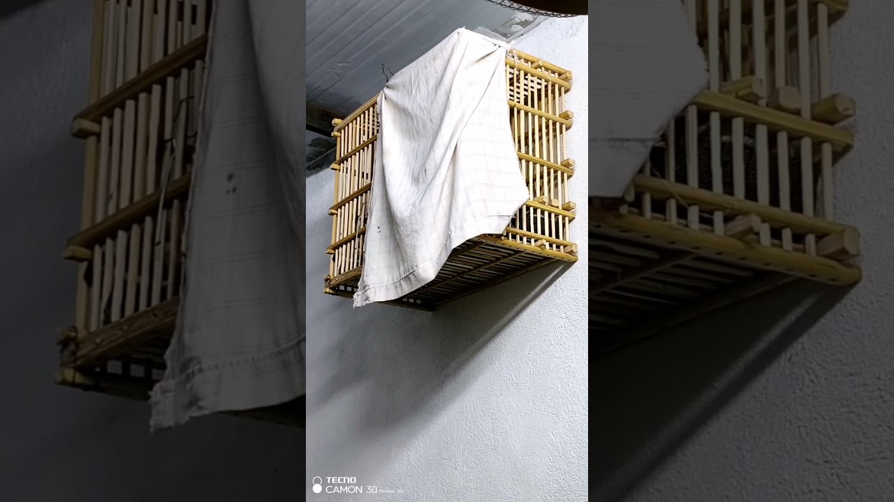 بلبل صيد عبور الشط طور ابو جنح