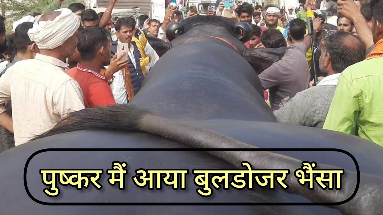 पुष्कर में आया बुलडोजर भैंसा | hariyana ka buffalo golu | pushkar pashu mela 2023