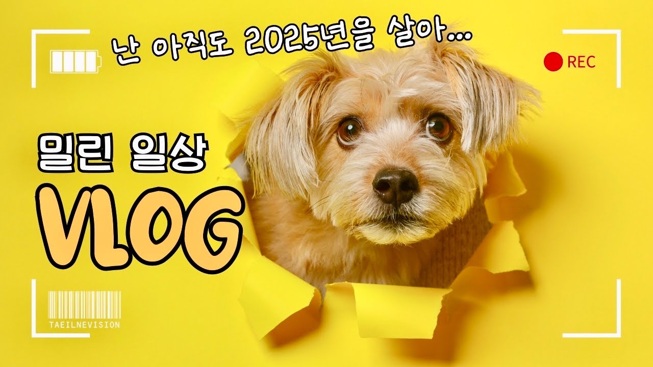 vlogㅣ태리 취향 모음집ㅣ2025년 하반기 밀린 일상 털기 💌ㅣ믹스견 친구들ㅣ강아지 브이로그ㅣ아직도 성장중🐶ㅣ유기견 성장일기🤎🤍