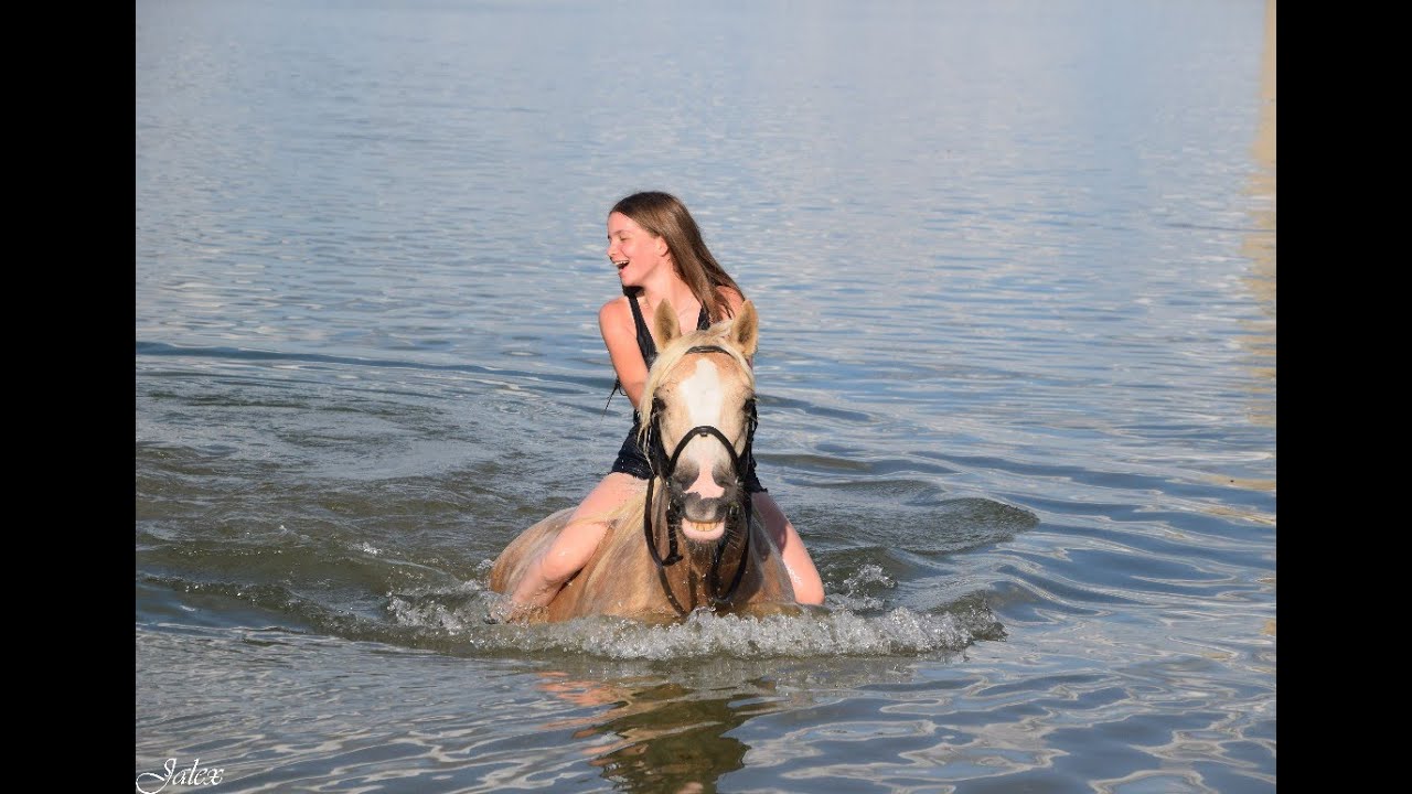 King, Hongre croisé Irish Cob palomino, 10 ans, extra