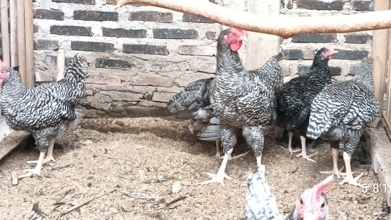 @Pakan ayam kampung.   BERTANI DAN BERTERNAK
