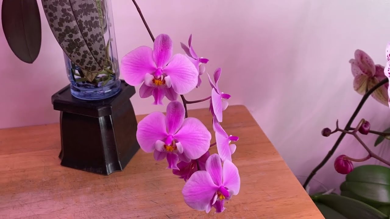 #CareCollab Phalaenopsis schilleriana - Water culture